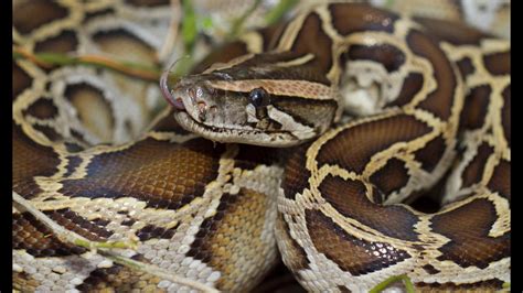 Python abuse alleged at supplier of snakeskins used for Gucci 